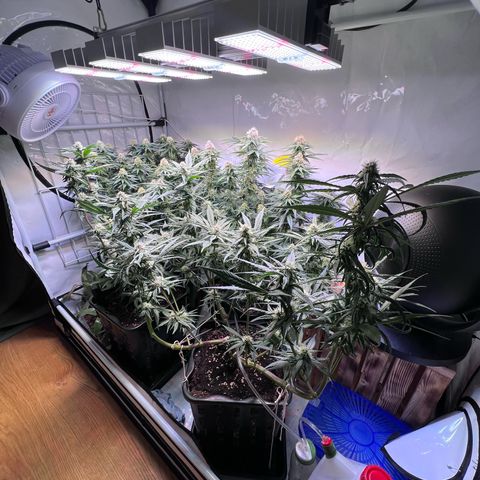 S.N.B  #1 growlog timeline photo