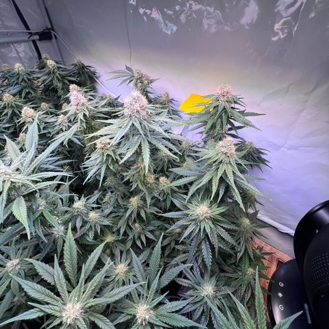 S.N.B  #1 growlog timeline photo