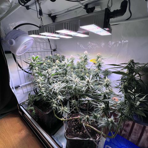 S.N.B  #1 growlog timeline photo