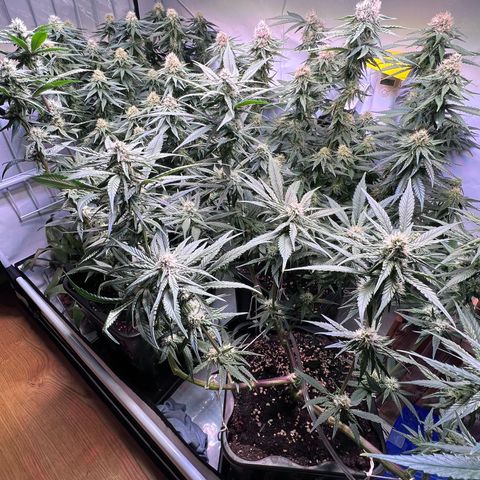 S.N.B  #1 growlog timeline photo