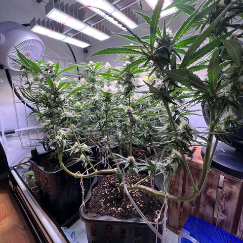 S.N.B  #1 growlog timeline photo