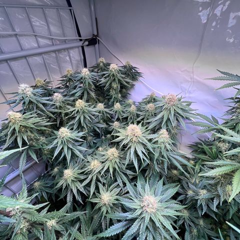 S.N.B  #1 growlog timeline photo