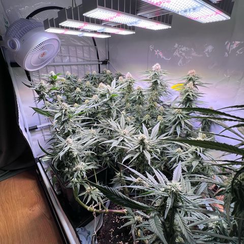 S.N.B  #1 growlog timeline photo