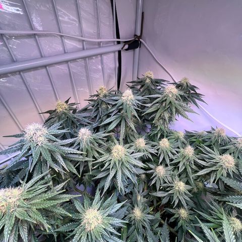 S.N.B  #1 growlog timeline photo