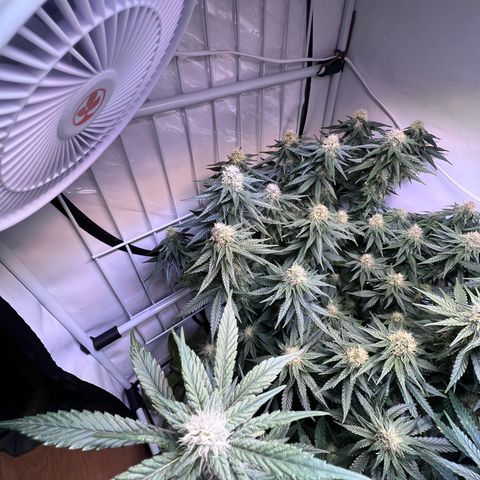 S.N.B  #1 growlog timeline photo