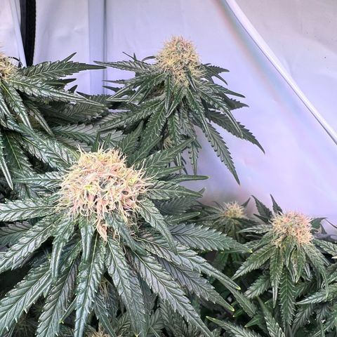 S.N.B  #1 growlog timeline photo