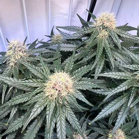 S.N.B  #1 growlog timeline photo