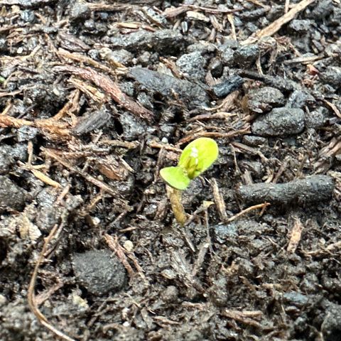 Auto Duck 🦆 growlog photo