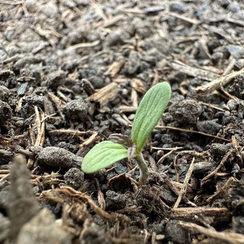 Auto Duck 🦆 growlog photo