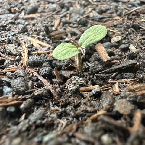 Auto Duck 🦆 growlog photo