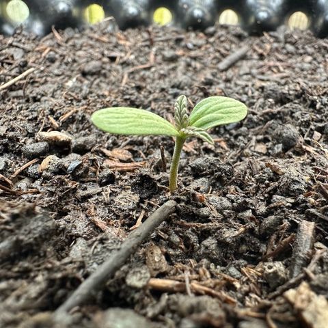 Auto Duck 🦆 growlog timeline photo