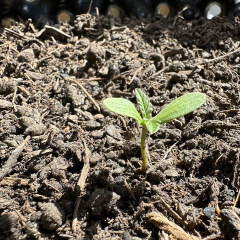 Auto Duck 🦆 growlog timeline photo