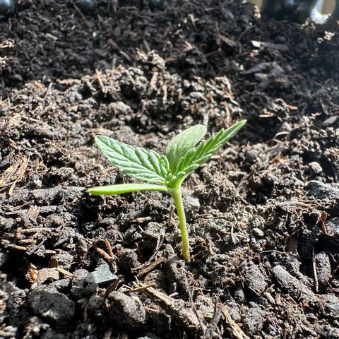 Auto Duck 🦆 growlog timeline photo
