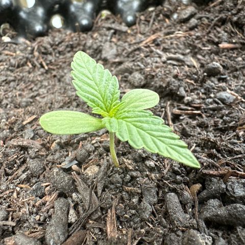 Auto Duck 🦆 growlog timeline photo
