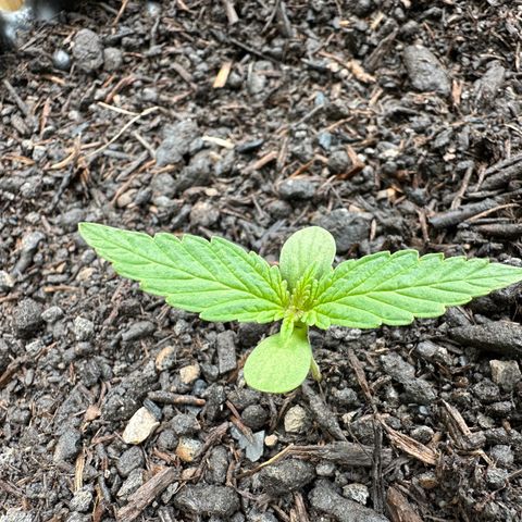 Auto Duck 🦆 growlog timeline photo