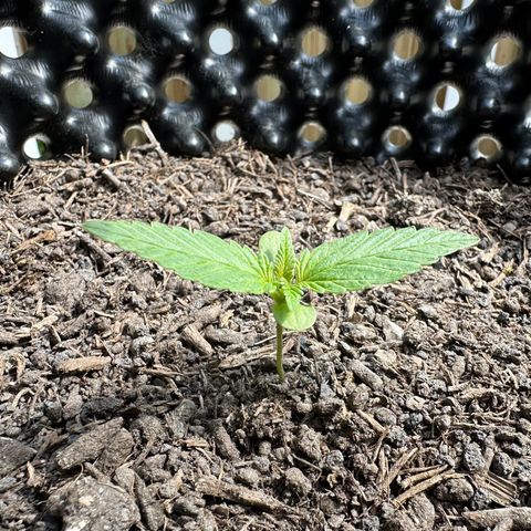 Auto Duck 🦆 growlog timeline photo
