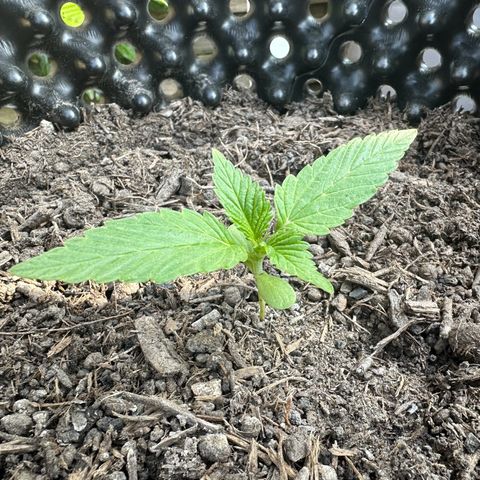 Auto Duck 🦆 growlog timeline photo