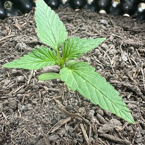 Auto Duck 🦆 growlog timeline photo