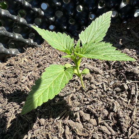 Auto Duck 🦆 growlog timeline photo