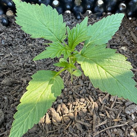 Auto Duck 🦆 growlog timeline photo