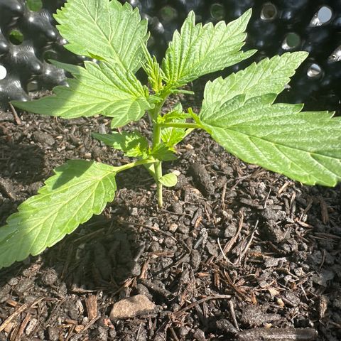 Auto Duck 🦆 growlog timeline photo