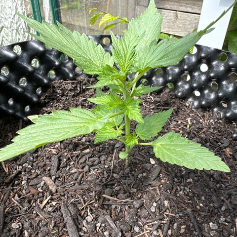 Auto Duck 🦆 growlog timeline photo
