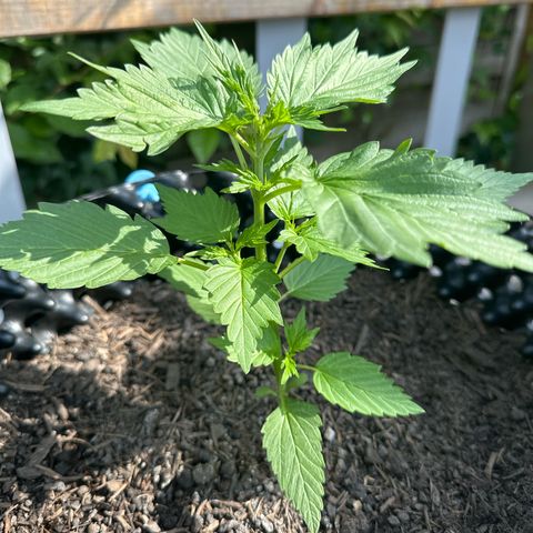 Auto Duck 🦆 growlog timeline photo
