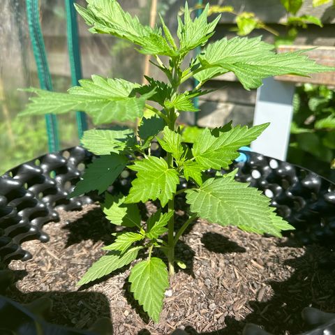 Auto Duck 🦆 growlog timeline photo