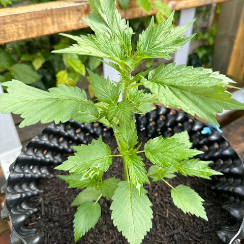 Auto Duck 🦆 growlog timeline photo