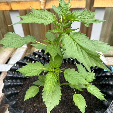 Auto Duck 🦆 growlog timeline photo