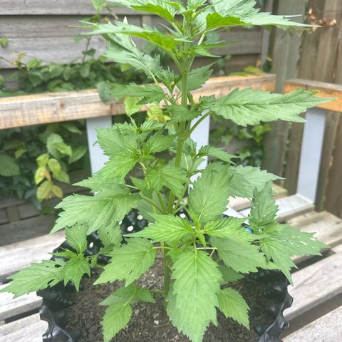 Auto Duck 🦆 growlog timeline photo