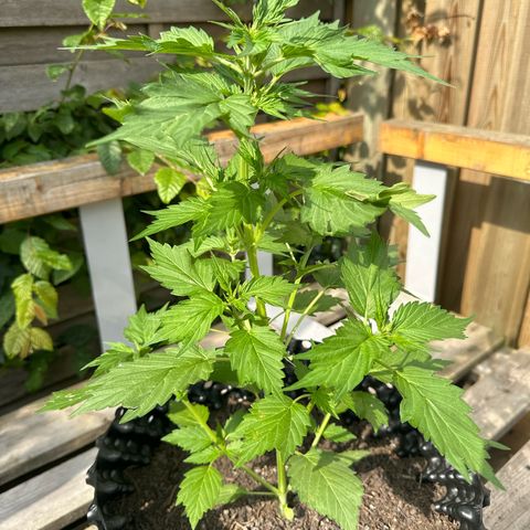 Auto Duck 🦆 growlog timeline photo