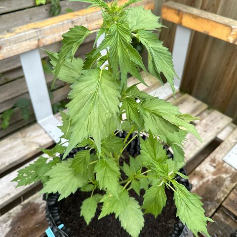 Auto Duck 🦆 growlog timeline photo