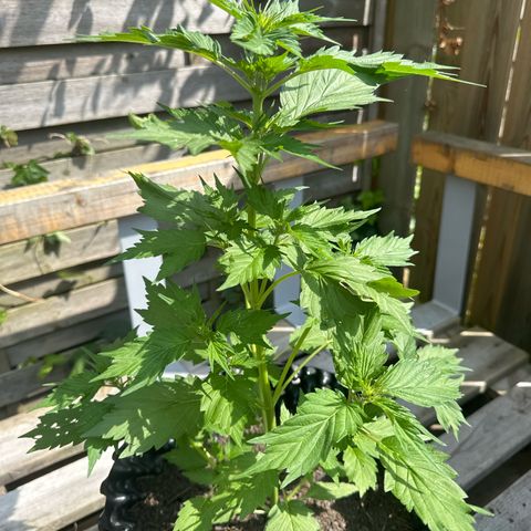 Auto Duck 🦆 growlog timeline photo