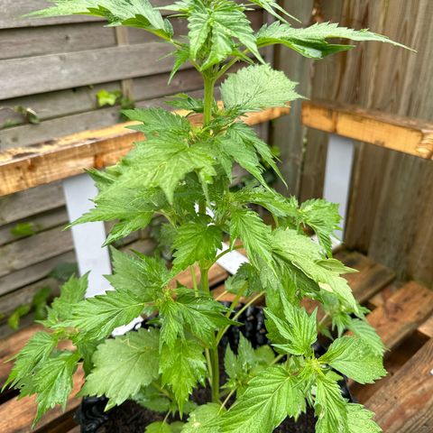Auto Duck 🦆 growlog timeline photo