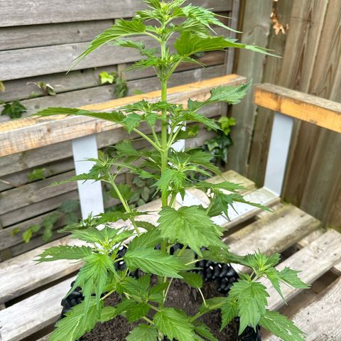 Auto Duck 🦆 growlog timeline photo