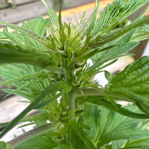 Auto Duck 🦆 growlog timeline photo