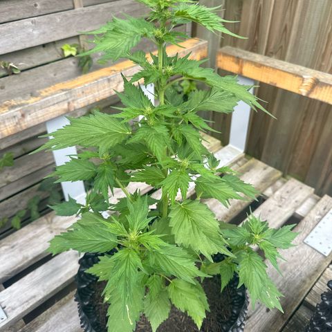Auto Duck 🦆 growlog timeline photo