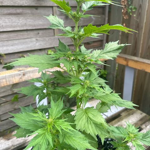 Auto Duck 🦆 growlog timeline photo