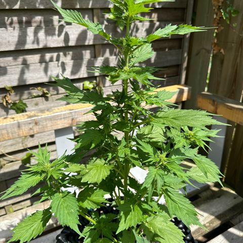 Auto Duck 🦆 growlog timeline photo