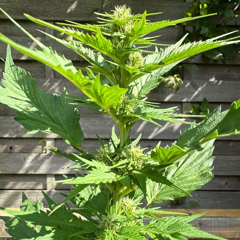 Auto Duck 🦆 growlog timeline photo
