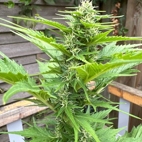 Auto Duck 🦆 growlog timeline photo