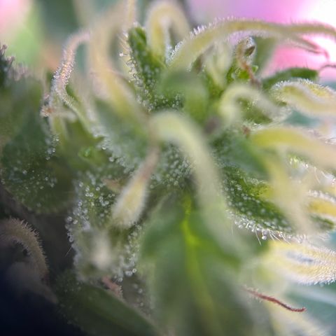 Auto Duck 🦆 growlog timeline photo
