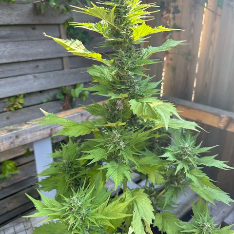 Auto Duck 🦆 growlog timeline photo