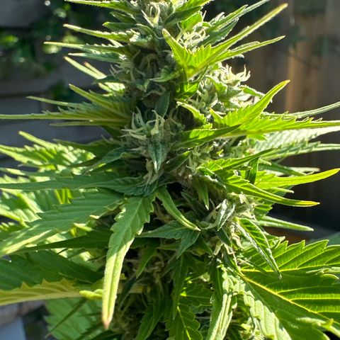 Auto Duck 🦆 growlog timeline photo