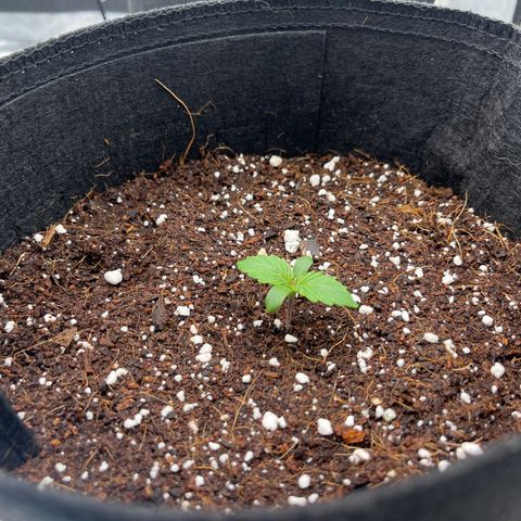 CDLC #1 growlog timeline photo