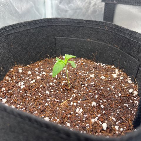 3BOG #2 growlog timeline photo