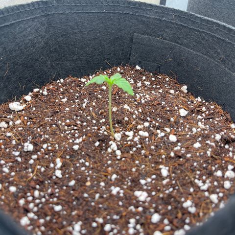 3BOG #1 growlog timeline photo