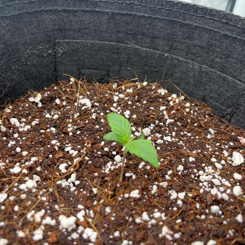 CDLC #2 growlog timeline photo