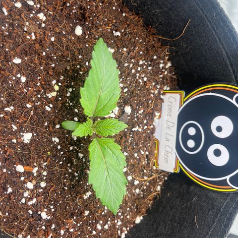 CDLC #1 growlog timeline photo